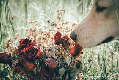 Close-up of dog with flowers