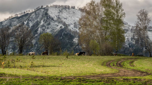 View of sheep grazing on landscape