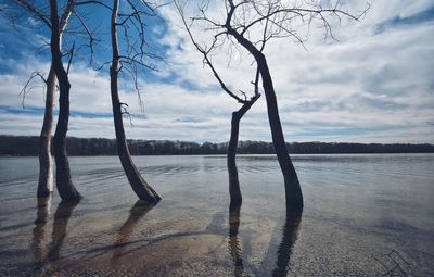 Bare trees against cloudy sky