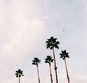 Low angle view of palm trees