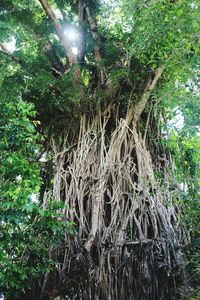 Low angle view of bamboo trees in forest