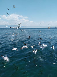 Seagulls flying over sea against sky