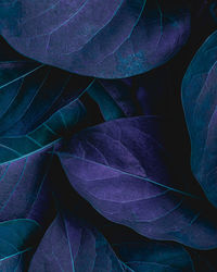 Closeup nature view of tropical leaf background, dark green wallpaper concept.