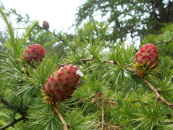 Close-up of red flowers