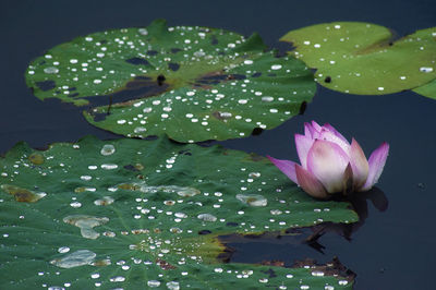 Close-up of lotus water lily in pond