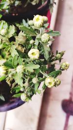 High angle view of flowering plant