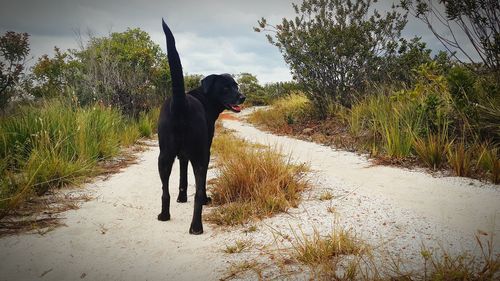 Dog on grass against trees