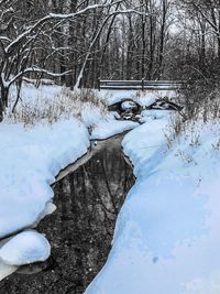 Frozen bare tree during winter