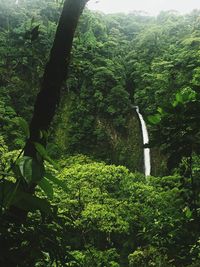 Trees and plants in forest