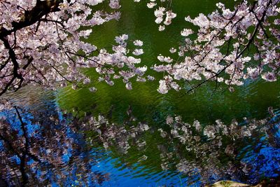 Cherry blossoms in spring