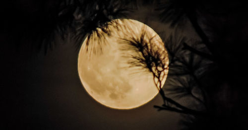 Close-up of silhouette tree against sky at night