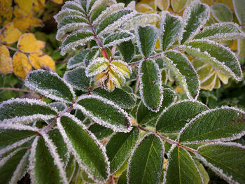 Close-up of frozen plant during winter
