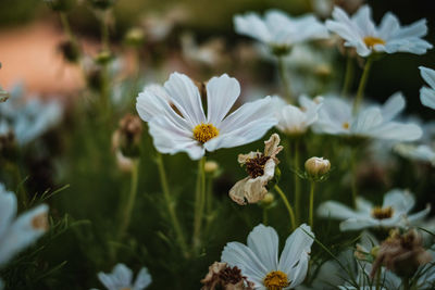 Close-up of white flowering plant at park