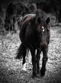 Horse standing in a field