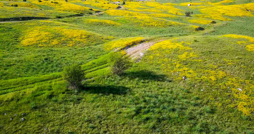 High angle view of trees on field