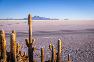 Scenic view of desert against clear sky