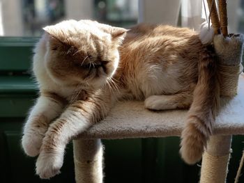 Close-up of a cat sleeping