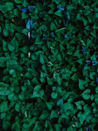 Full frame shot of plants growing on field