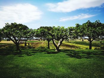 Trees on field against sky