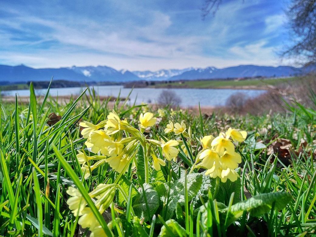 flower, beauty in nature, mountain, growth, yellow, plant, lake, water, freshness, nature, petal, sky, tranquil scene, tranquility, fragility, scenics, blooming, flower head, mountain range, cloud - sky