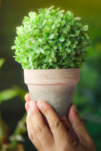 Close-up of hand holding leaf