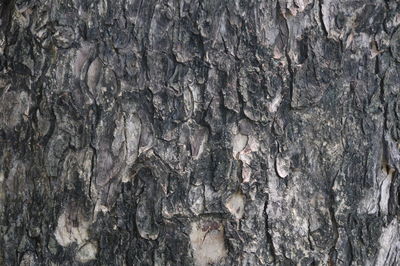Full frame shot of tree trunk