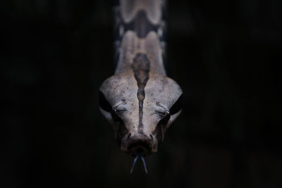 Close-up of snake outdoors at night