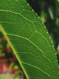 Close-up of insect on leaf