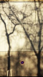 Close-up of tree against sky