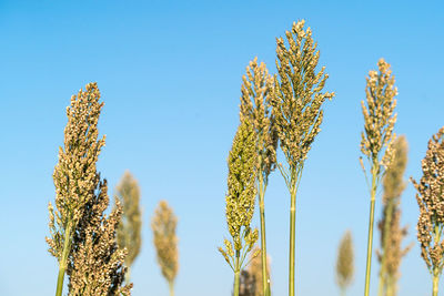 Low angle view of flowering plants against blue sky