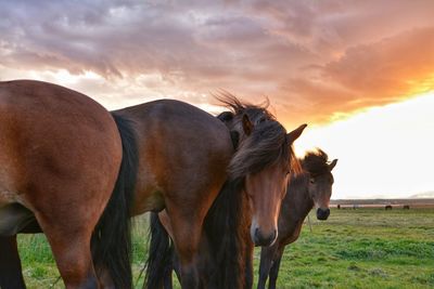 Horses grazing on field against sky during sunset