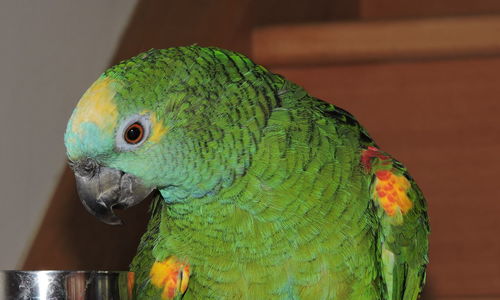 Close-up of parrot perching