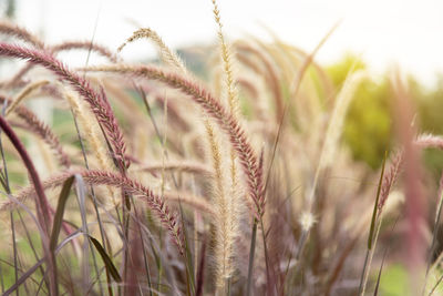 Close-up of stalks in field