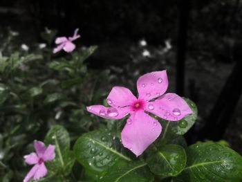 Close-up of water drops on pink flowering plant