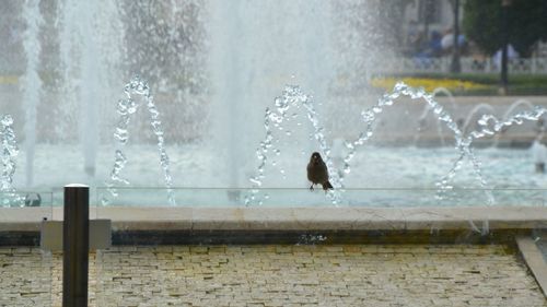 View of a fountain