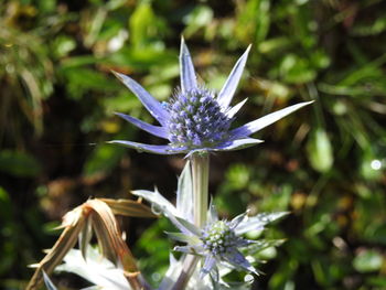 Close-up of purple flowers blooming outdoors