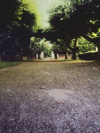 Footpath amidst trees