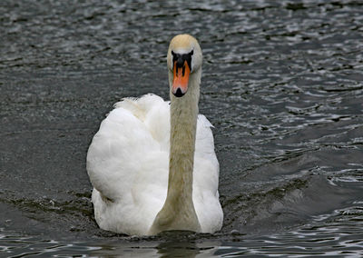 Swan floating on lake