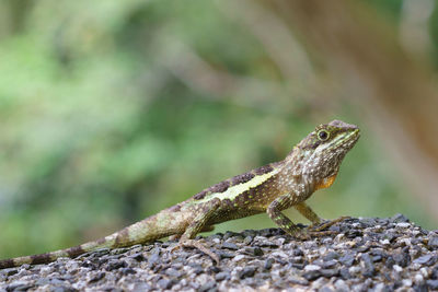 Close-up of lizard on rock