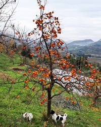 Autumn tree by mountain against sky