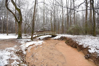 Bare trees by stream in forest during winter