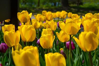 Close-up of tulips