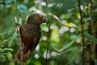 A new zealand kaka parched on a tree branch in the woods