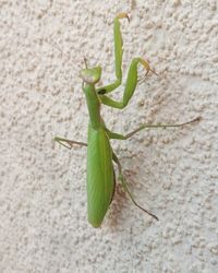 Close-up of green insect on wall