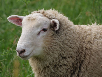 Close-up of sheep on field