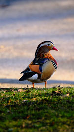 Close-up of bird perching on field