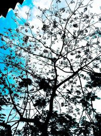 Low angle view of tree against blue sky