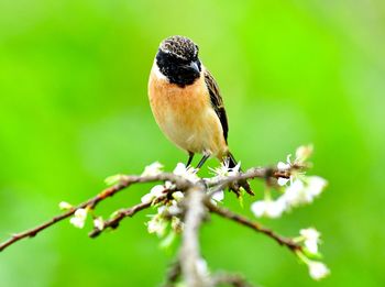 Close-up of a bird perching on twig