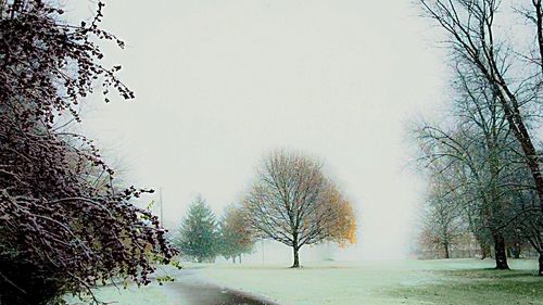 Road passing through bare trees