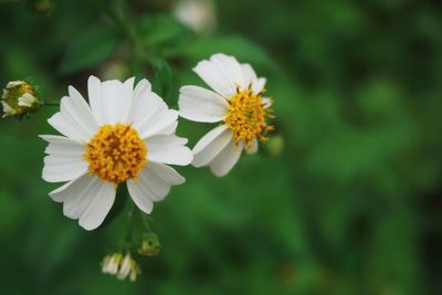 Close-up of white flowering plant